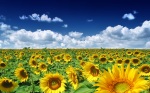 Summer_Sunflowers_1920