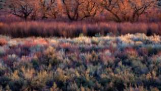 2014-01-10_EN-AU10309991569_Foliage-including-cottonwoods-willows-sage-and-rabbitbrush-in-Californias-Owens-Valley_1920x1080